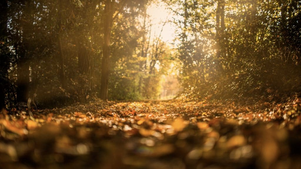 Autumn nature path in golden light e1526345176381